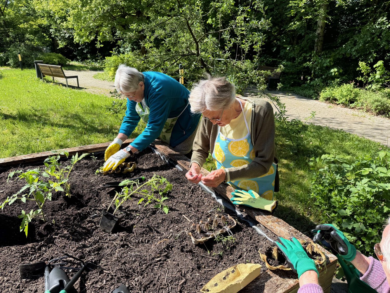 Bewohnerinnen bepflanzen das Hochbeet