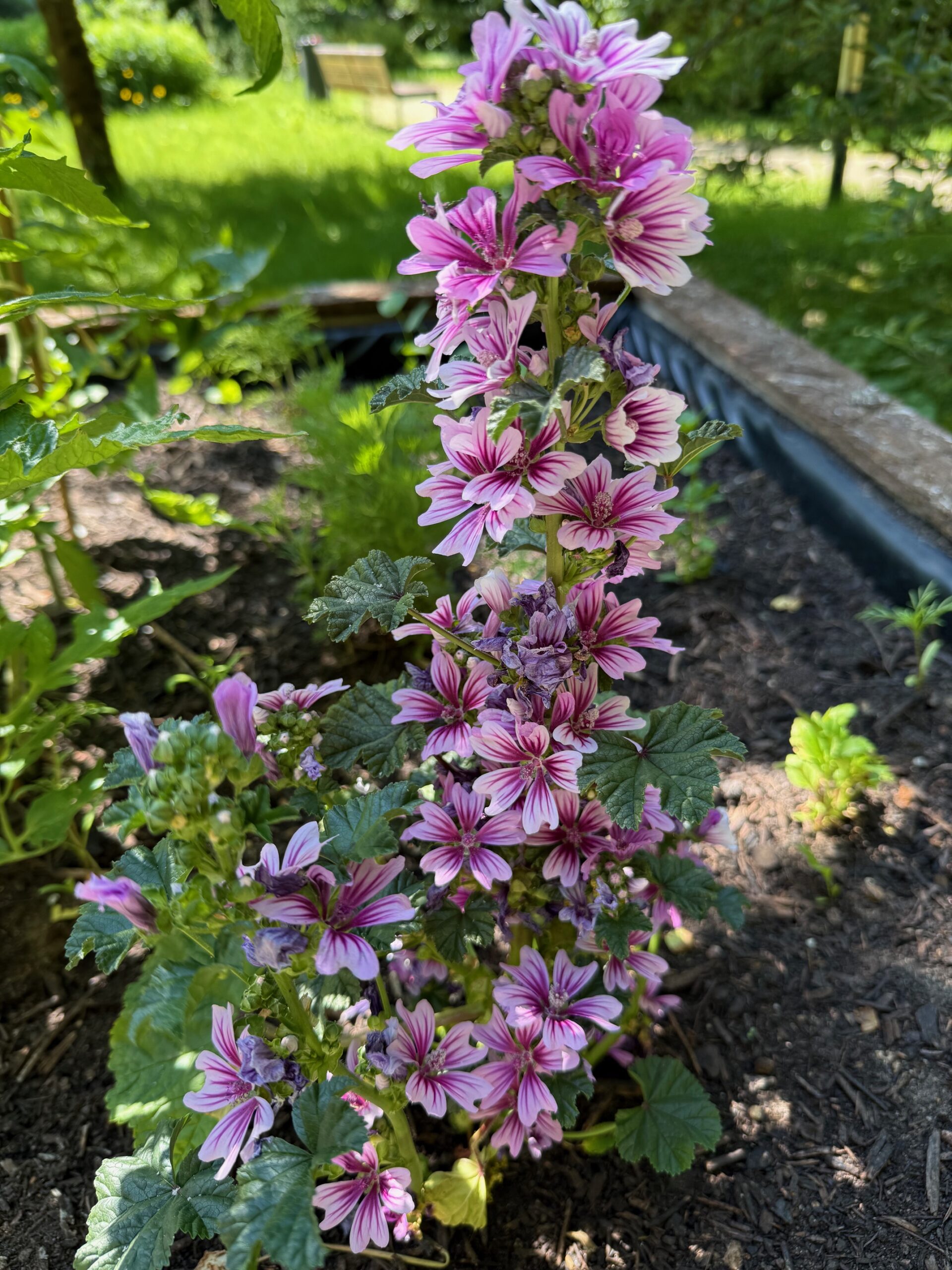 eine schöne violette Blume